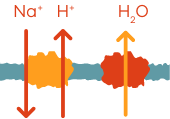 Icon of activated nerves